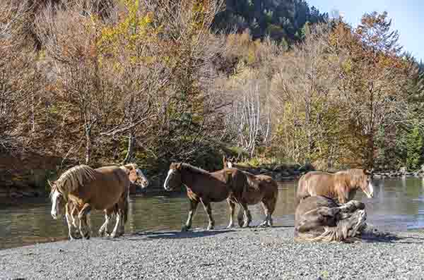 Caballo - Val d'Aran - Lleida - Catalunya 2.jpg